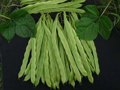Picture of Climbing French Bean - Hunter